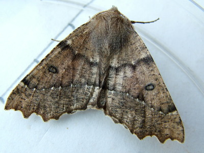 Scalloped Hazel